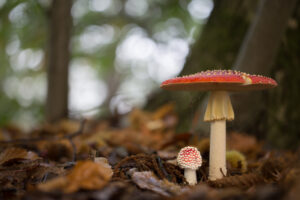 Vliegenzwam Paddenstoel Palingbeek Ieper Fotografie Krist Menen