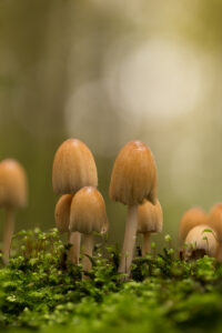 Paddenstoel Bergelen Gullegem Fotografie Krist Menen
