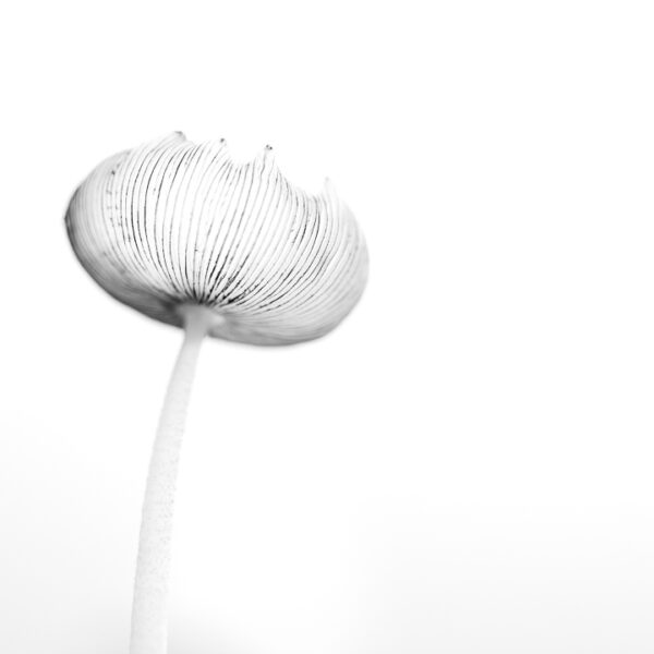 Paddenstoelen - Fotografie Krist