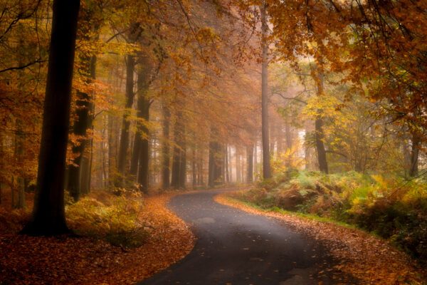 Gasthuisbossen - Ieper - Fotografie Krist