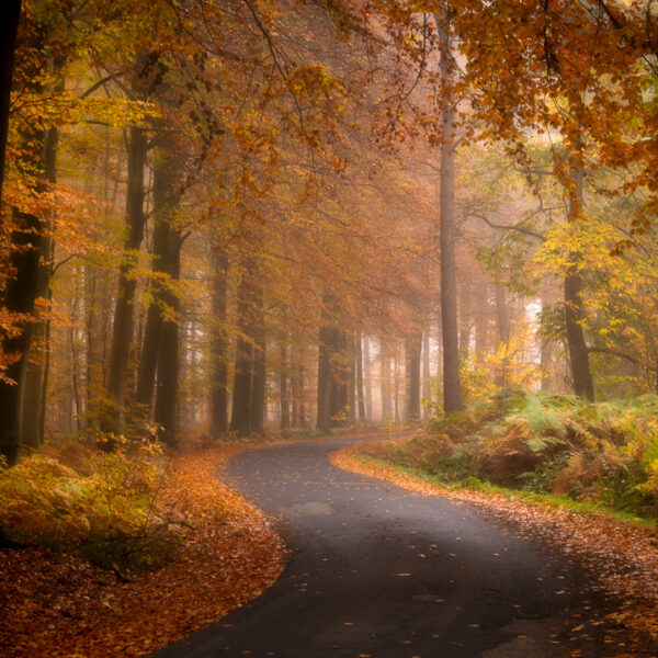 Gasthuisbossen - Ieper - Fotografie Krist