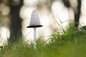 Paddenstoelen - Inktzwam