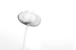 Paddenstoelen - Hazepootje