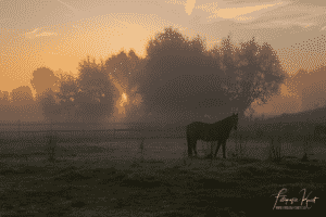 de warmste kalender 2020 - Zonsopkomst lang de leie in Wevelgem Lauwe