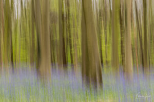 Hallerbos Boshyacinten - Bluebells