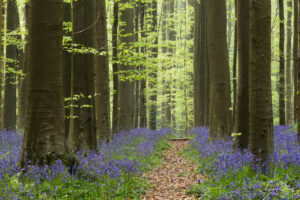 Hallerbos Boshyacinten - Bluebells