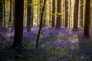 Hallerbos Boshyacinten - Bluebells