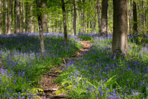 Hallerbos Boshyacinten - Bluebells