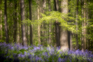 Hallerbos Boshyacinten - Bluebells