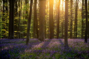 Hallerbos Boshyacinten - Bluebells