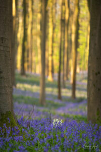 Hallerbos Boshyacinten - Bluebells