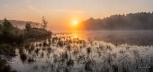De-Teut-Zonsopkomst-Heide-in-Bloei-Zonhoven-Limburg-Belgie-BElgium