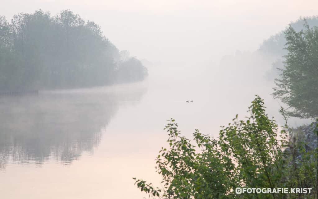 eendjes op de Leie