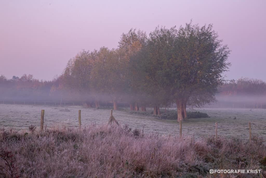 Knotwilgen in de mist op het provinciedomein Bergelen te Gullegem