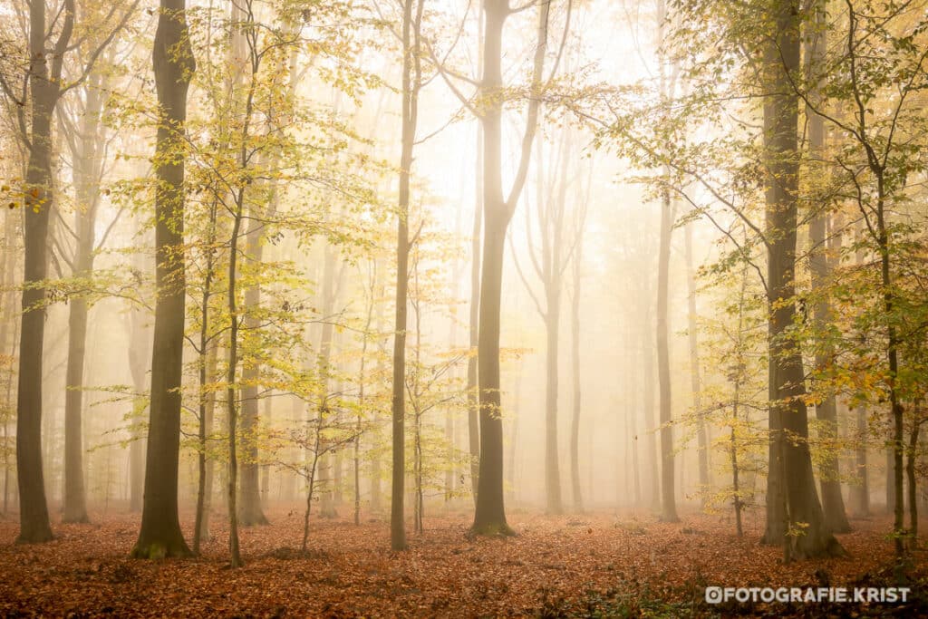 Wandeling in de gasthuisbossen te Ieper