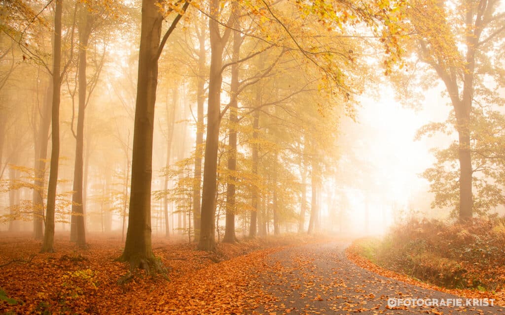 Wandeling in de gasthuisbossen te Ieper