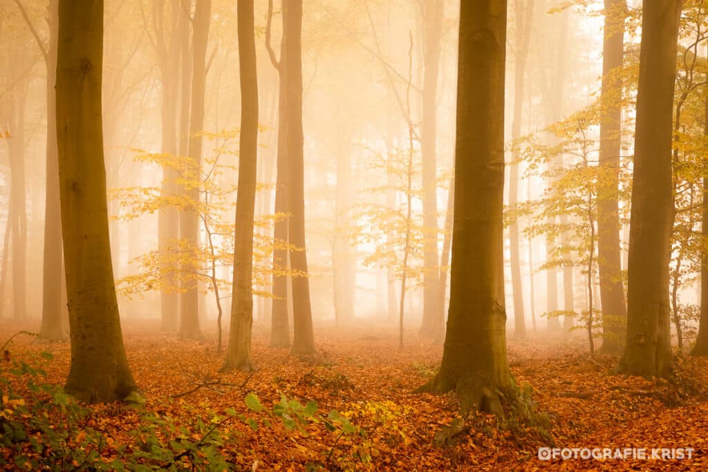 Wandeling in de gasthuisbossen te Ieper