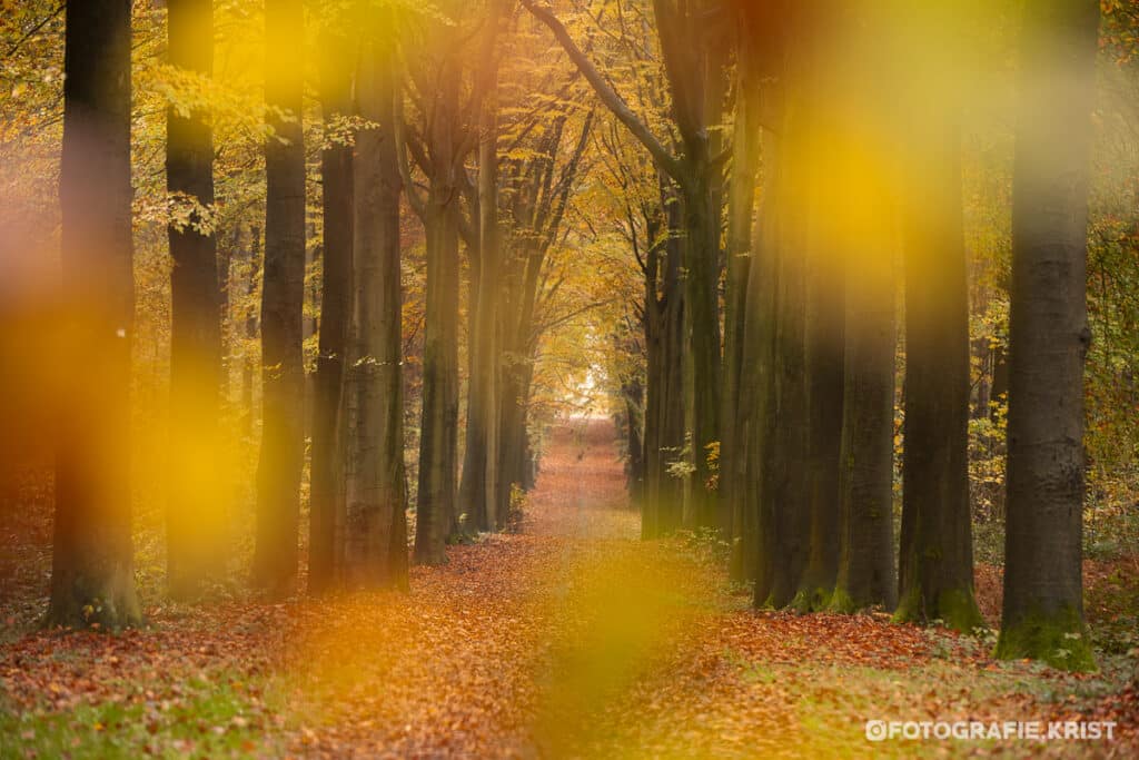 Wandeling in de gasthuisbossen te Ieper