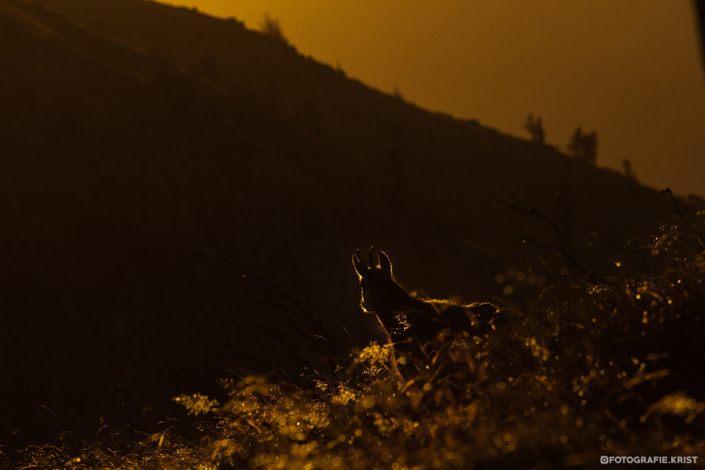 Gemzen op de top van de Hohneck - Vogezen - Chamois au sommet du Hohneck - Vosges