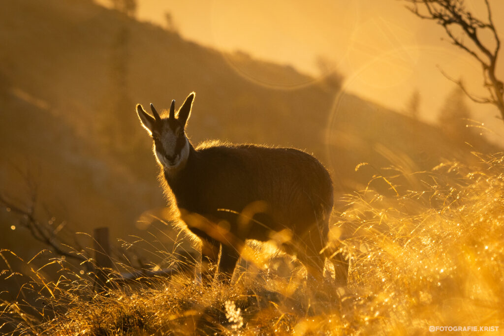 Gemzen op de top van de Hohneck - Vogezen - Chamois au sommet du Hohneck - Vosges