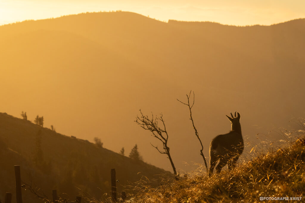 Gemzen op de top van de Hohneck - Vogezen - Chamois au sommet du Hohneck - Vosges