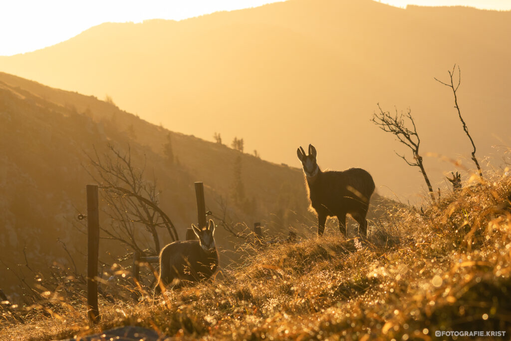 Gemzen op de top van de Hohneck - Vogezen - Chamois au sommet du Hohneck - Vosges