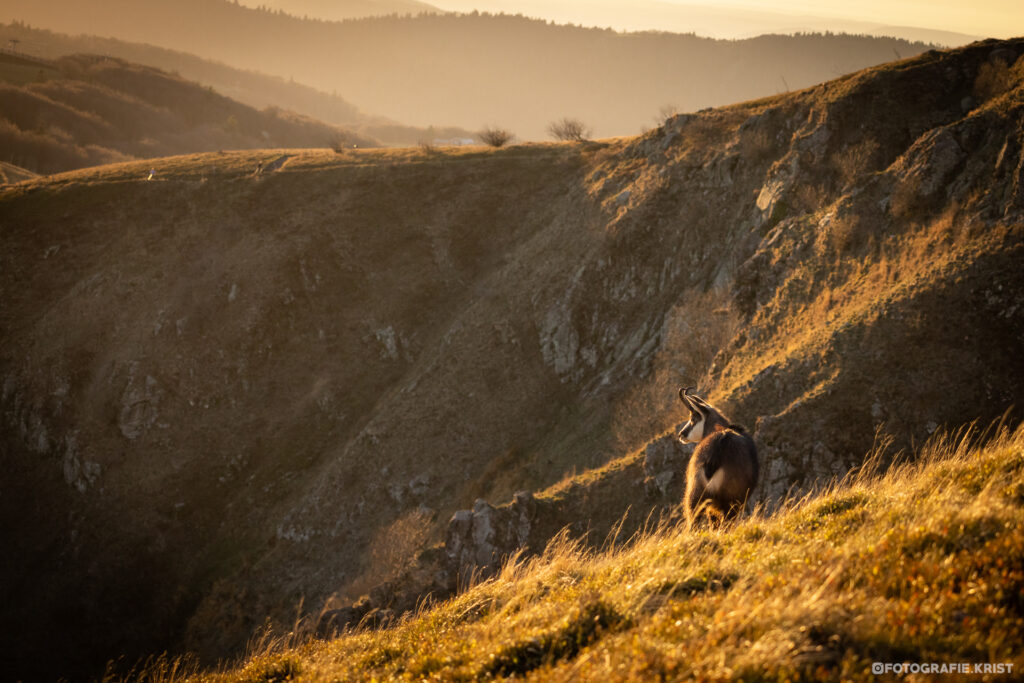 Gemzen op de top van de Hohneck - Vogezen - Chamois au sommet du Hohneck - Vosges