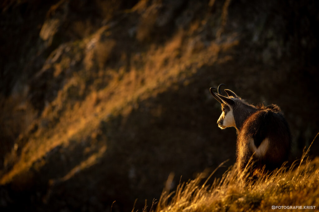 Gemzen op de top van de Hohneck - Vogezen - Chamois au sommet du Hohneck - Vosges