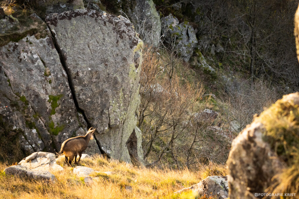 Gemzen Fotografen in de Vogezen - Photographes chamois dans les