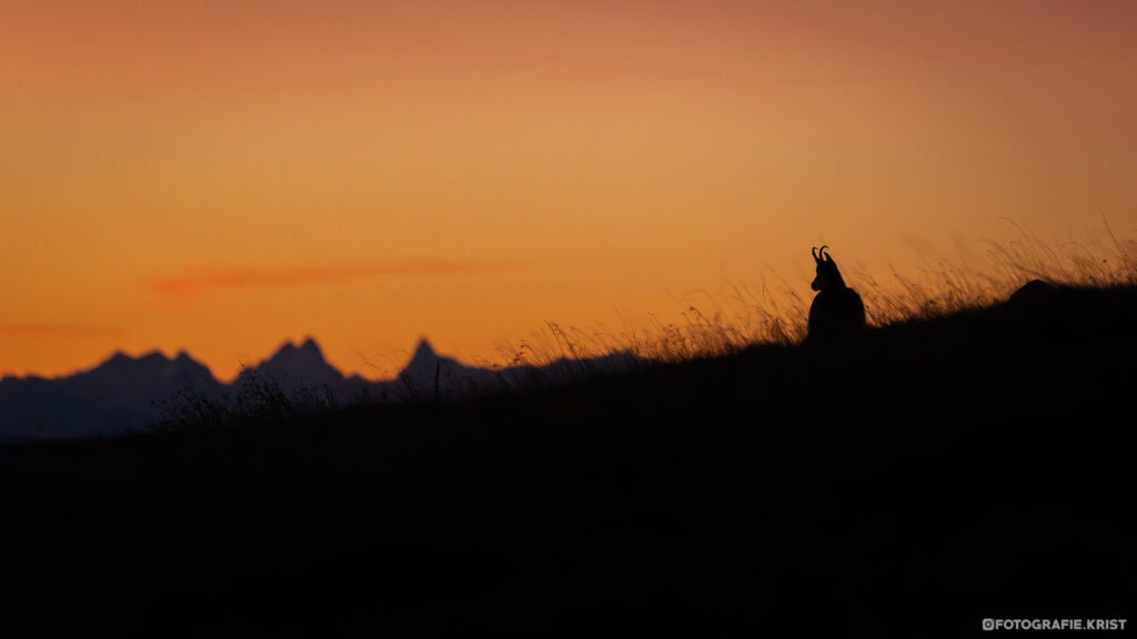 Gemzen Fotografen in de Vogezen - Photographes chamois dans les 