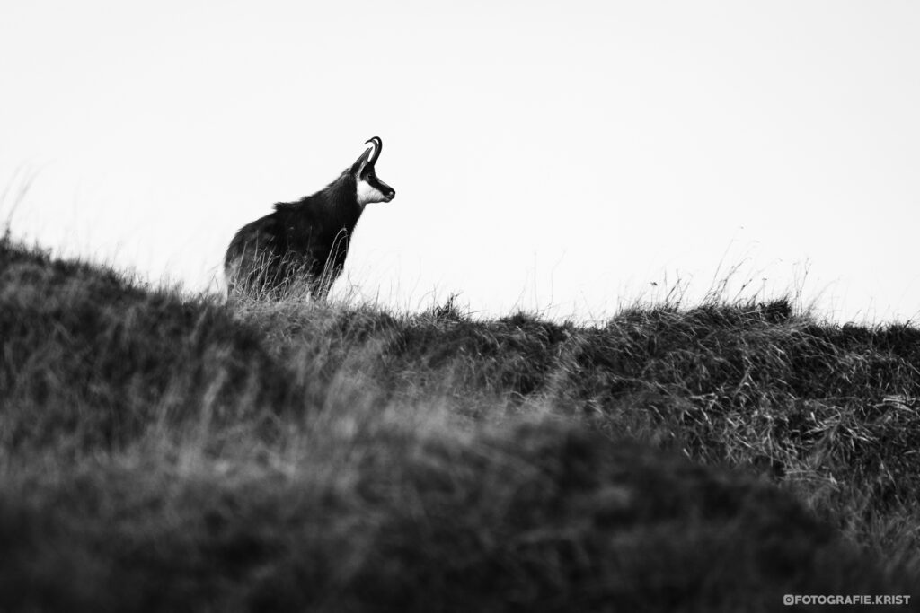 Gemzen Fotografen in de Vogezen - Photographes chamois dans les 