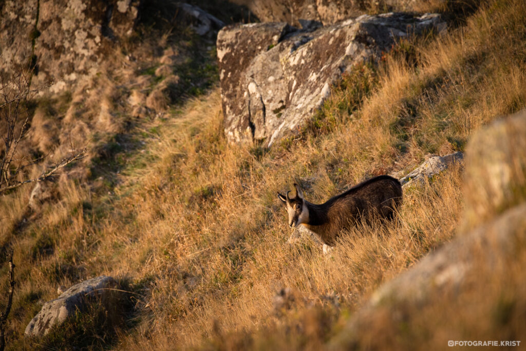 Gemzen Fotografen in de Vogezen - Photographes chamois dans les 