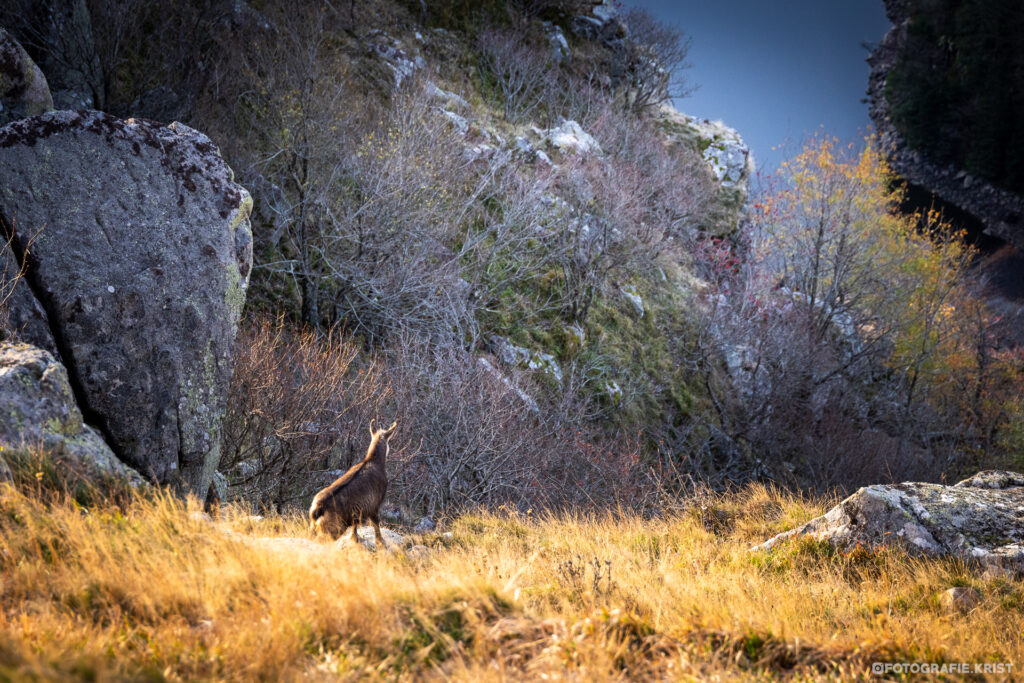 Gemzen Fotografen in de Vogezen - Photographes chamois dans les