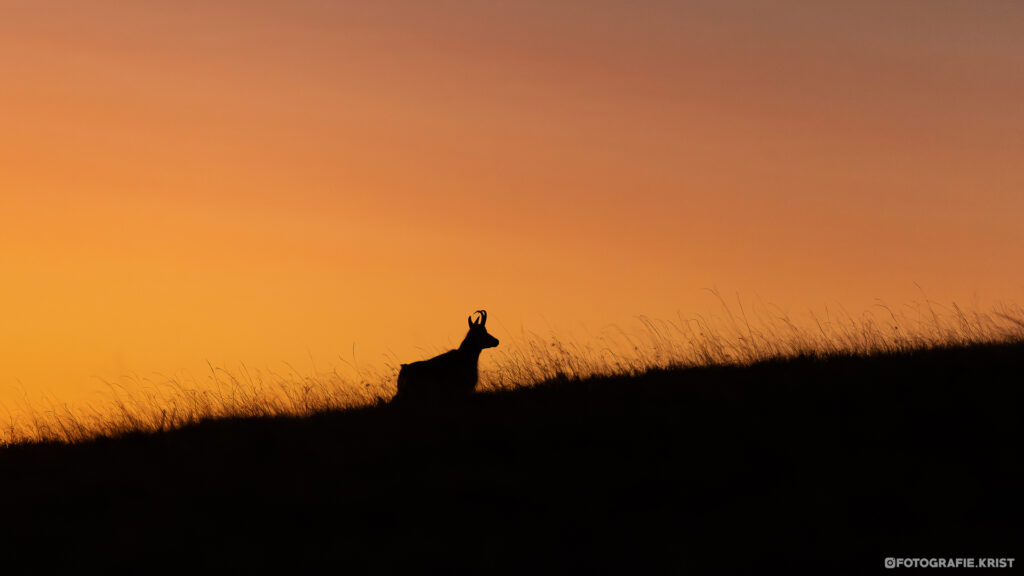 Gemzen Fotografen in de Vogezen - Photographes chamois dans les 